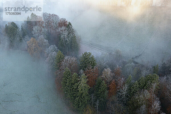 Drohnenansicht des Herbstwaldes  eingehüllt in Morgennebel