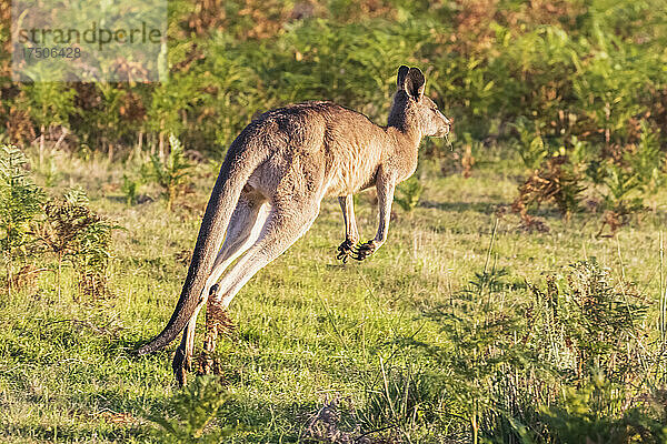 Östliches Graues Känguru (Macropus giganteus) springt durch Gras