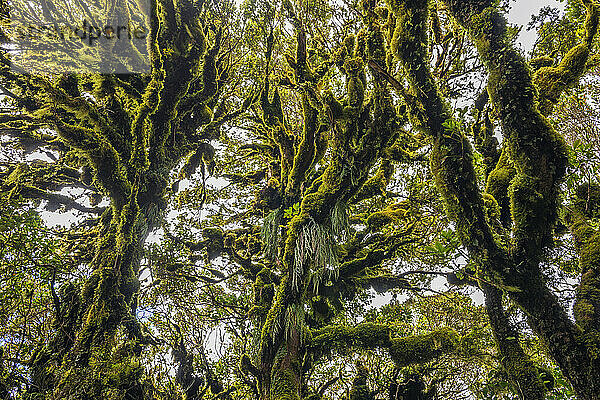 Moosbedeckte Bäume des Goblin Forest im Egmont-Nationalpark