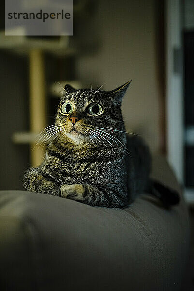 Tabby-Katze starrt  während sie auf dem Sofa im Wohnzimmer sitzt