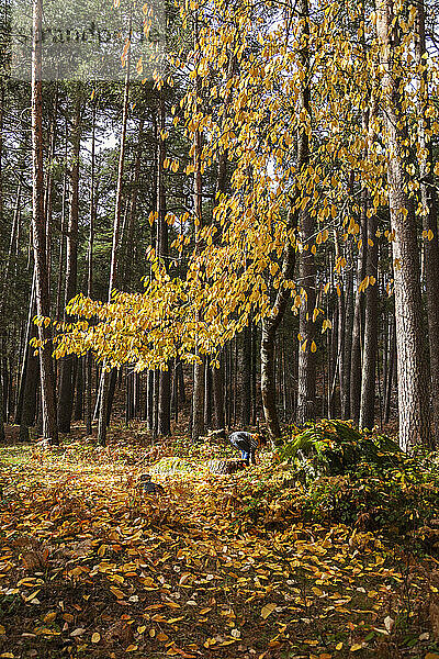 Frau mit Hund sammelt Herbstblätter im Wald