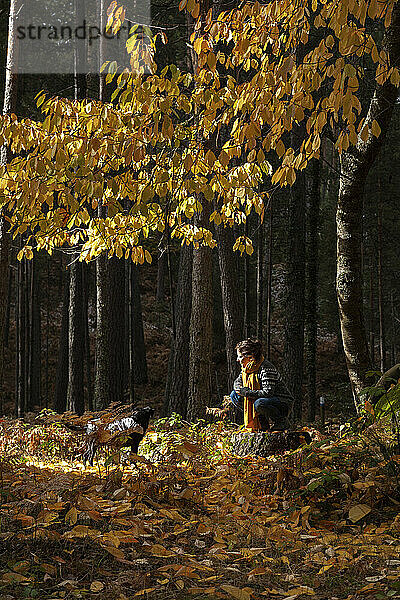 Frau schaut Hund unter Herbstbäumen im Wald an