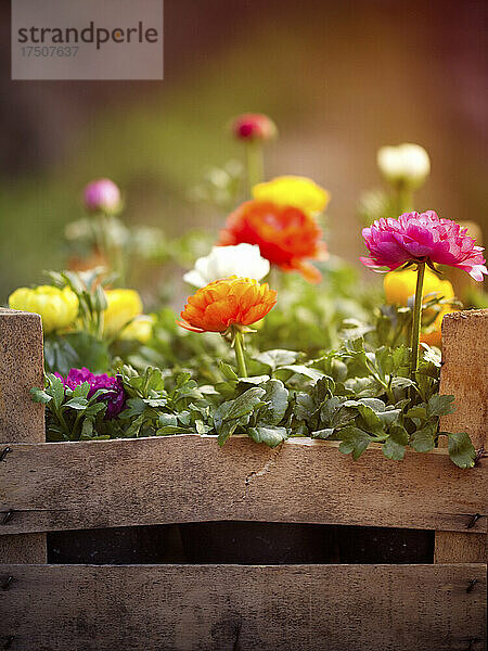 Kiste mit bunt blühenden Blumen
