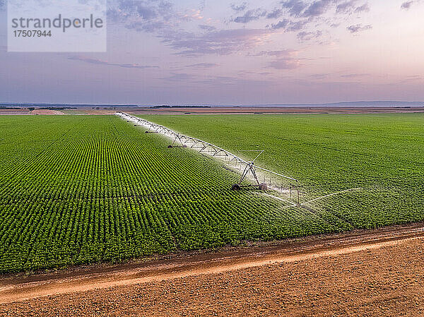 Luftaufnahme einer landwirtschaftlichen Sprinkleranlage  die im Morgengrauen ein riesiges grünes Bohnenfeld bewässert