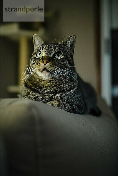 Tabby Cay blickt auf  während sie zu Hause auf dem Sofa sitzt