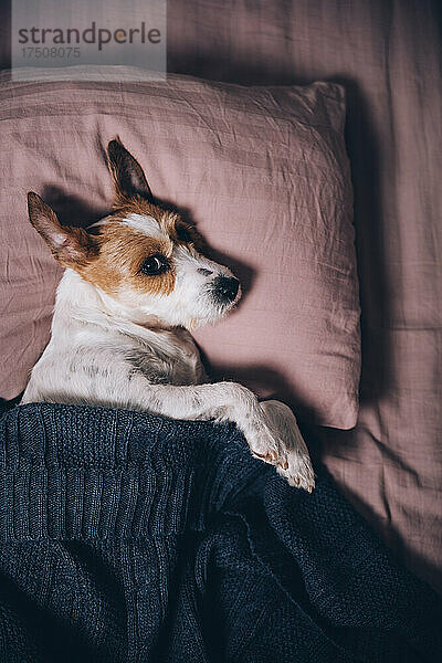 Hund liegt zu Hause im Bett