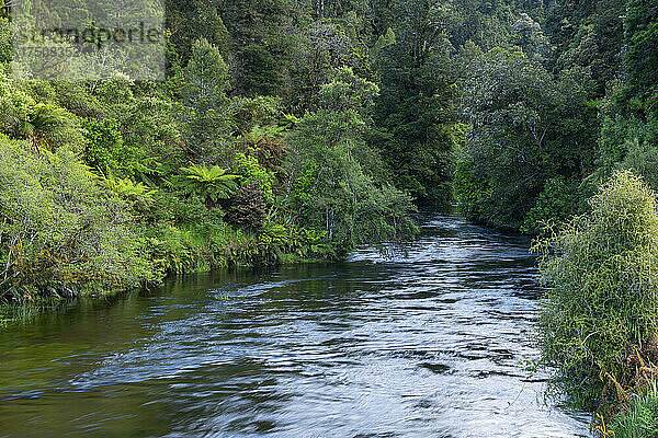 Okarito River fließt durch grünen  üppigen Regenwald