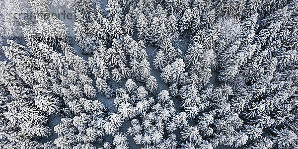 Luftpanorama des schneebedeckten Fichtenwaldes