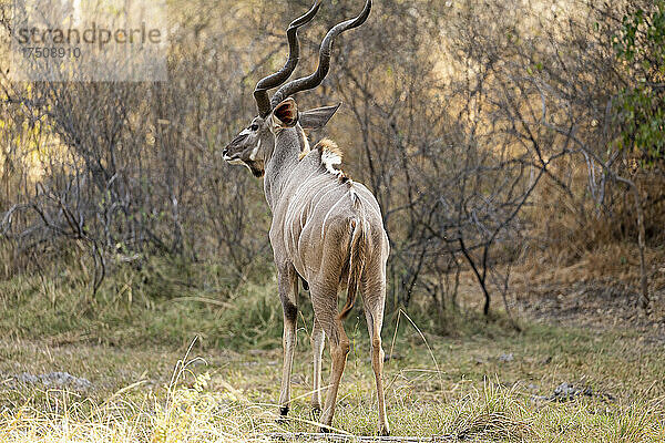 Ein großer Kudu  Tragelaphus strepsiceros  mit gedrehten Hörnern