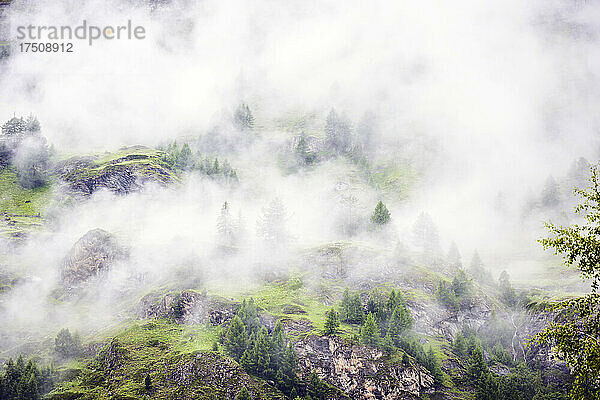 Wald im Gebirge bei Nebel oder Dunst  Blick von oben