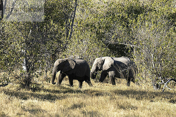 Zwei ausgewachsene Elefanten  loxodonta africanus  waten durch ein Sumpfgebiet