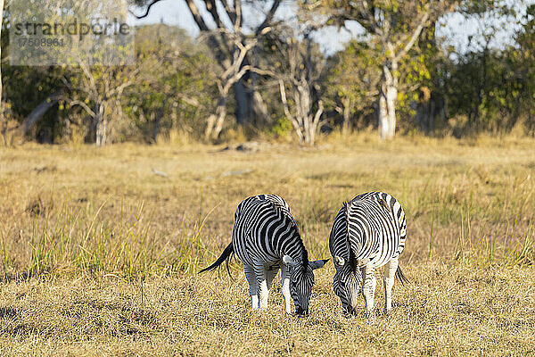 Zebra  Equus quagga  zwei Tiere  die auf einer Wiese grasen.