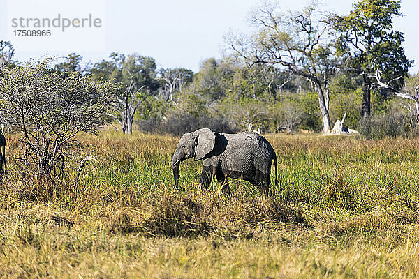 Ein ausgewachsener Elefant  loxodonta africanus  watet durch ein Sumpfgebiet