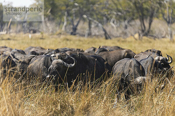 Eine Herde Wasserbüffel  Bubalus bubalis  in langem Gras im Sumpfgebiet