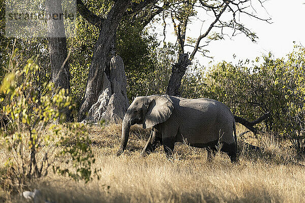 Ein ausgewachsener Elefant  loxodonta africanus  watet durch ein Sumpfgebiet