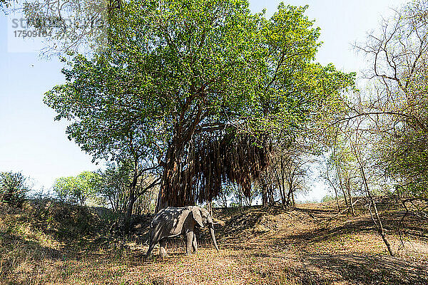 Ein Elefant  Loxodonta africana  steht unter einem Baum