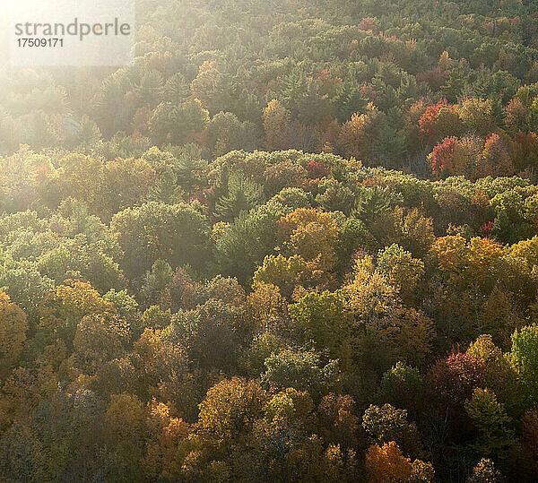 Straße durch den Herbstwald von oben gesehen.