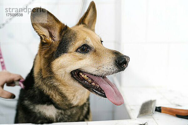 Nahaufnahme eines Deutschen Schäferhundes  der im Waschbecken eines Haustiersalons hechelt