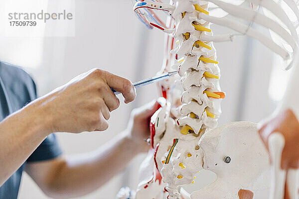 Physiotherapeut zeigt auf die Wirbelsäule des anatomischen Skeletts