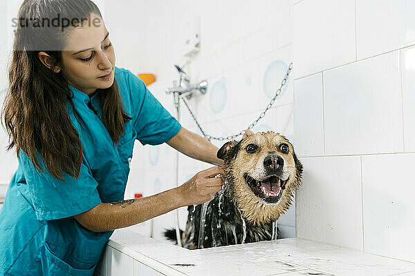 Hundefriseurin badet Schäferhund im Waschbecken im Tiersalon