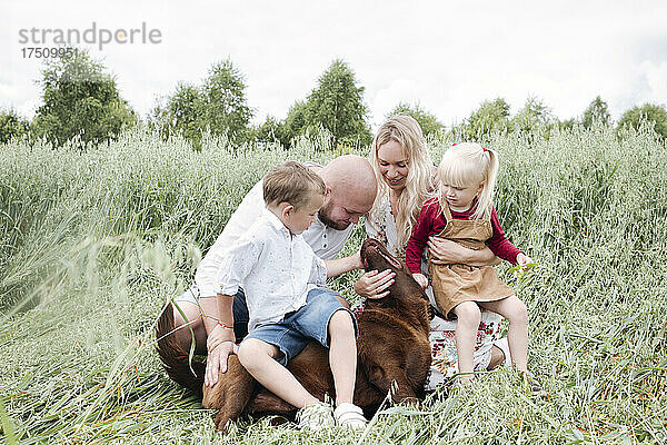 Familie spielt mit Chocolate Labrador auf einem Haferfeld