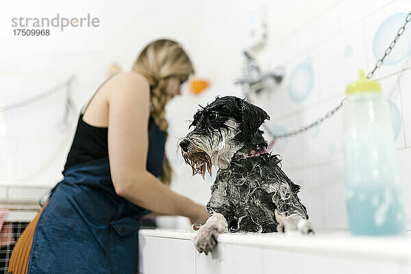 Nahaufnahme eines nassen Schnauzers im Waschbecken  während im Hintergrund eine Hundefrisörin arbeitet
