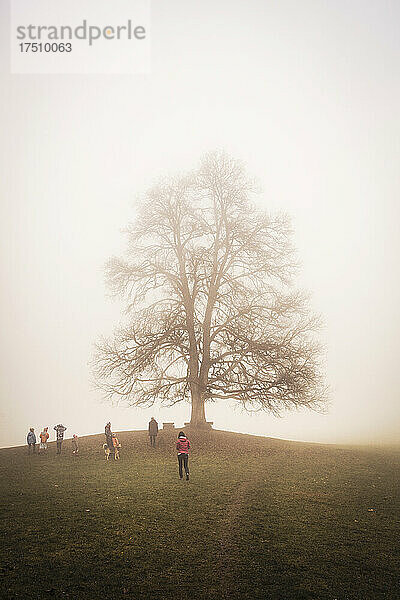 Menschen an einem großen Baum in nebliger Landschaft