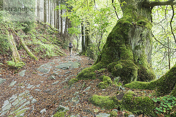 Rucksacktouristen wandern im moosigen Wald des Hohen Venns – Naturpark Eifel