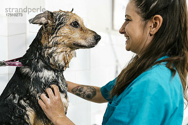 Nahaufnahme einer lächelnden Hundefriseurin  die einen Deutschen Schäferhund im Tiersalon badet