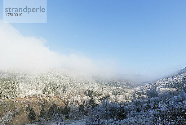 Deutschland  Rheinland-Pfalz  Nebel hüllt das frostbedeckte Tal im Pfälzerwald ein