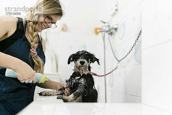 Lächelnde Hundefrisörin badet Schnauzer im Waschbecken im Tiersalon