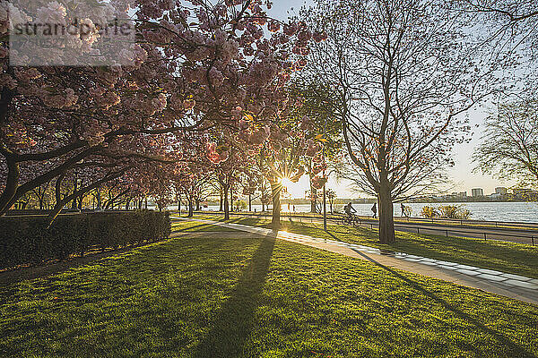 Deutschland  Hamburg  Alsterpark beleuchtet von der untergehenden Sonne im Frühling