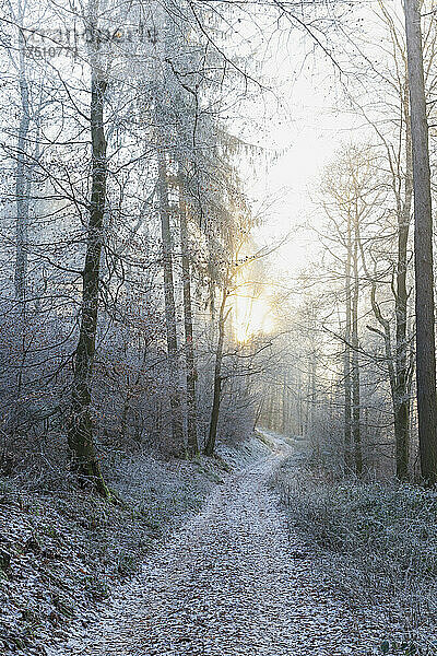 Deutschland  Rheinland-Pfalz  Wintersonne beleuchtet leeren Weg im Pfälzerwald