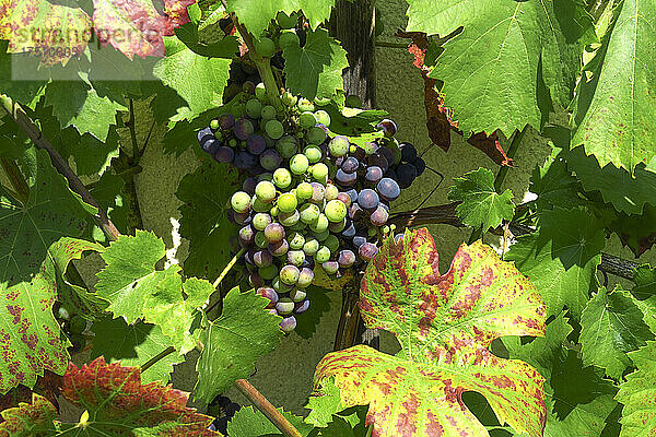 Weintrauben wachsen im Freien
