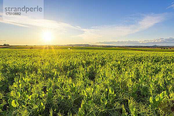 Feld der grünen Erbse (Pisum sativum) bei Sommersonnenuntergang