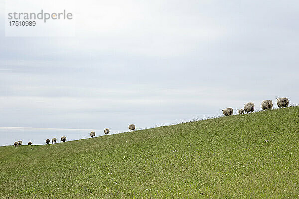 Schafe grasen auf grünem Gras