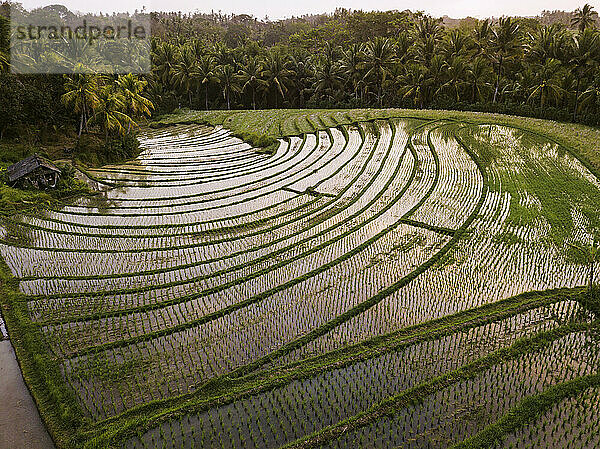 Aerial view of agricultural landscape during sunset  Bali  Indonesia