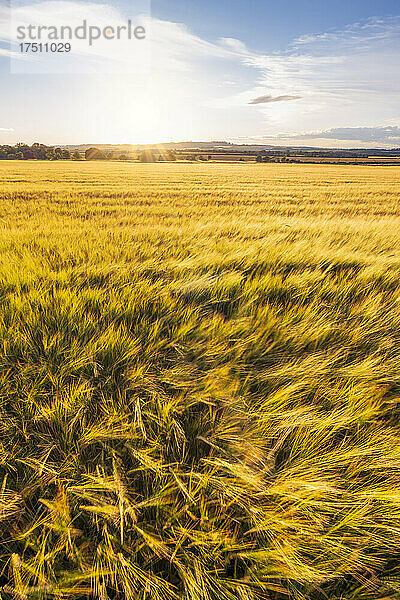 Gelbes Gerstenfeld (Hordeum vulgare) bei Sommersonnenuntergang