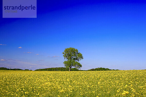 Klarer blauer Himmel über einem riesigen Rapsfeld im Frühling
