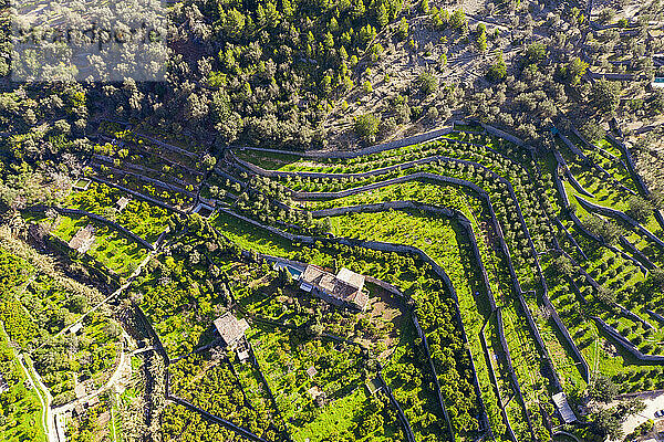 Spanien  Mallorca  Fornalutx  Luftaufnahme von Terrassenfeldern und Orangen- und Olivenbaumplantagen