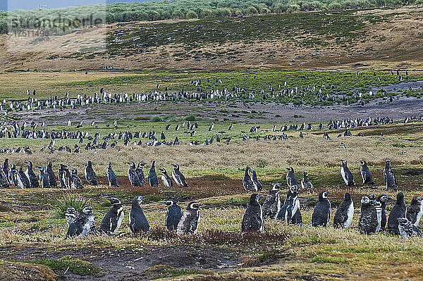 Großbritannien  Falklandinseln  Kolonie des Magellanpinguins (Spheniscus magellanicus) auf Carcass Island