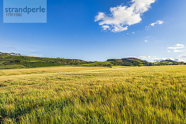 Gelbes Gerstenfeld (Hordeum vulgare) im Sommer