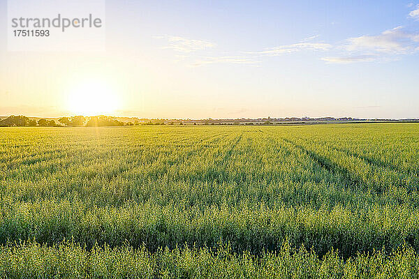 Riesiges grünes Haferfeld (Avena Sativa) bei Sommersonnenuntergang