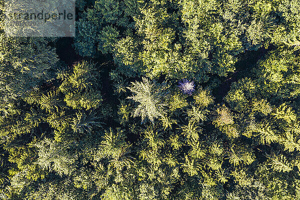 Luftaufnahme des grünen Fichtenwaldes auf der Schwäbischen Alb