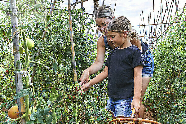 Mutter und Tochter mit Weidenkorb im Gewächshaus mit Tomatenpflanzen