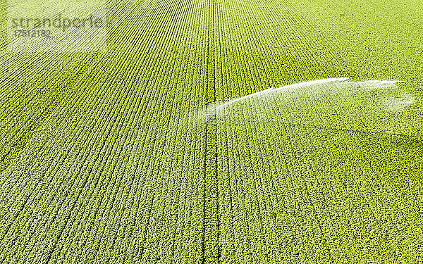 Luftaufnahme einer Sprinkleranlage  die im Sommer ein riesiges Kartoffelfeld bewässert