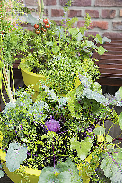 Gemüse wächst in Blumentöpfen aus recyceltem Kunststoff auf dem Balkon