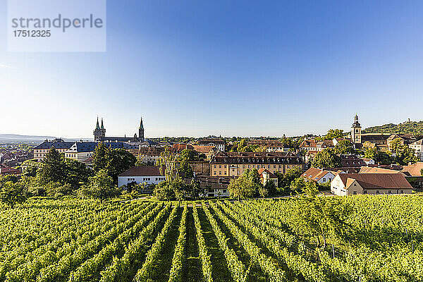 Deutschland  Bayern  Bamberg  grüner Frühlingsweinberg mit Altstadt im Hintergrund