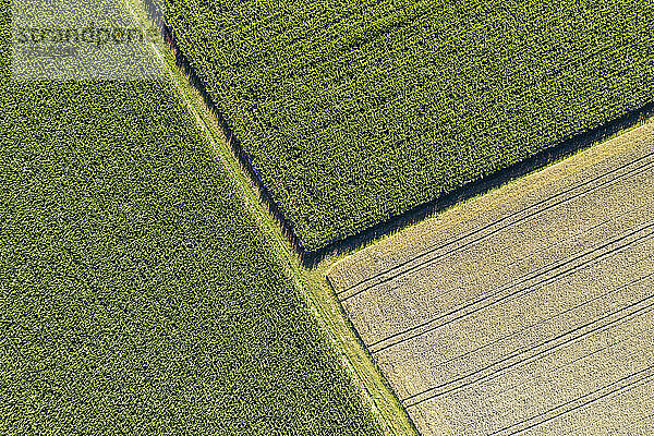 Deutschland  Baden-Württemberg  Luftaufnahme von Mais- und Weizenfeldern im Sommer