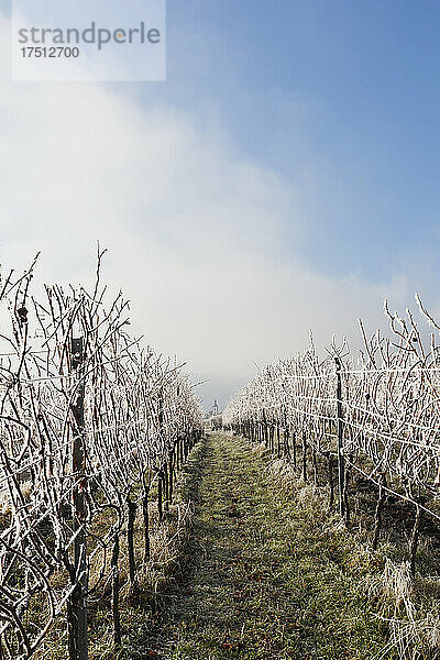 Deutschland  Rheinland-Pfalz  Rhodt unter Rietburg  Fußweg durch frostbedeckten Weinberg